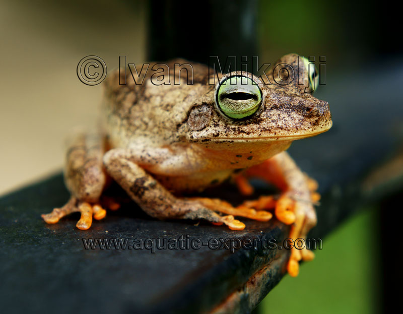 south american tree frogs